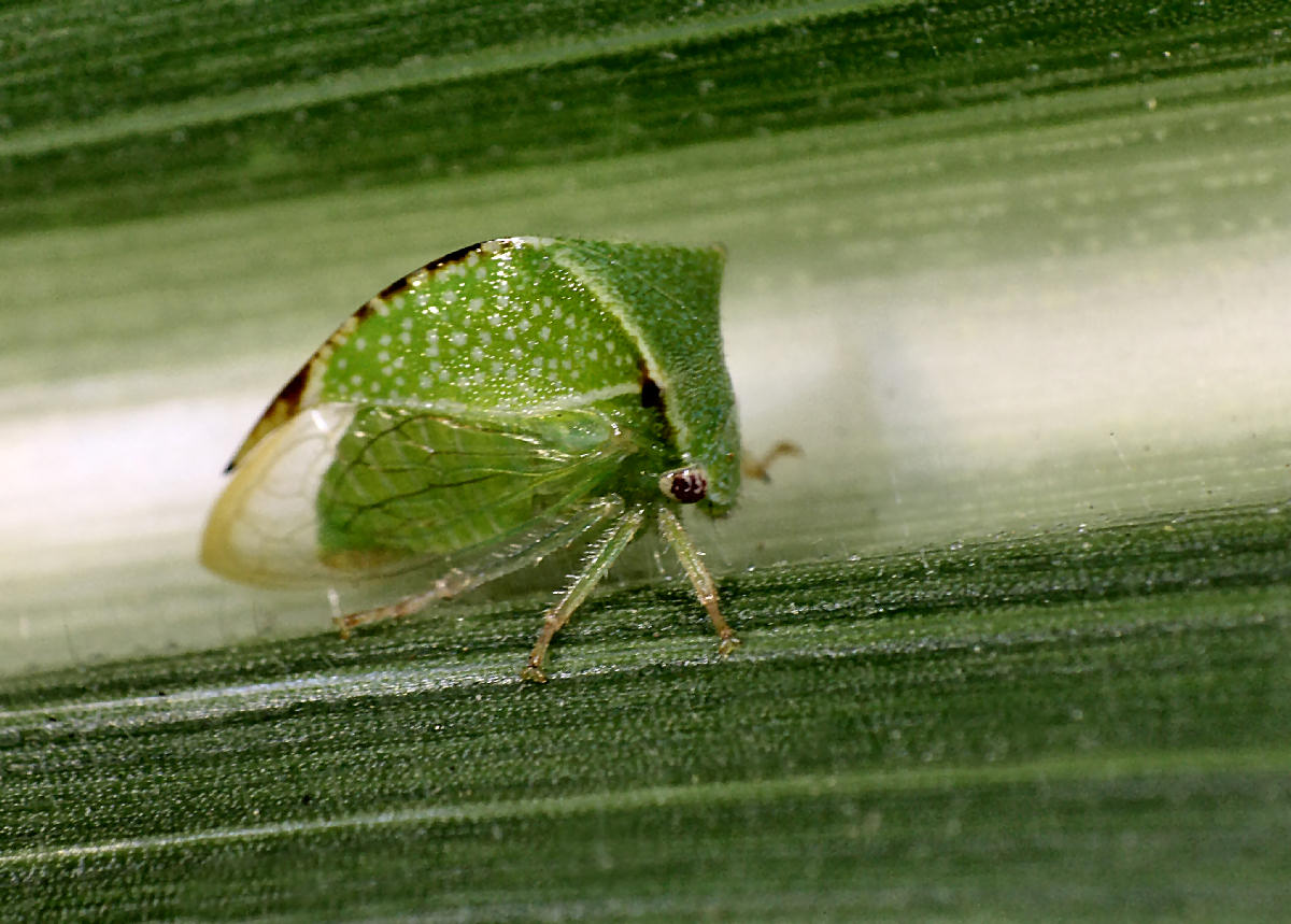 Stictocephala bisonia